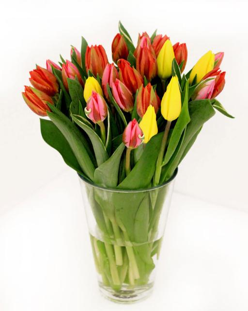 Local Estonian tulips