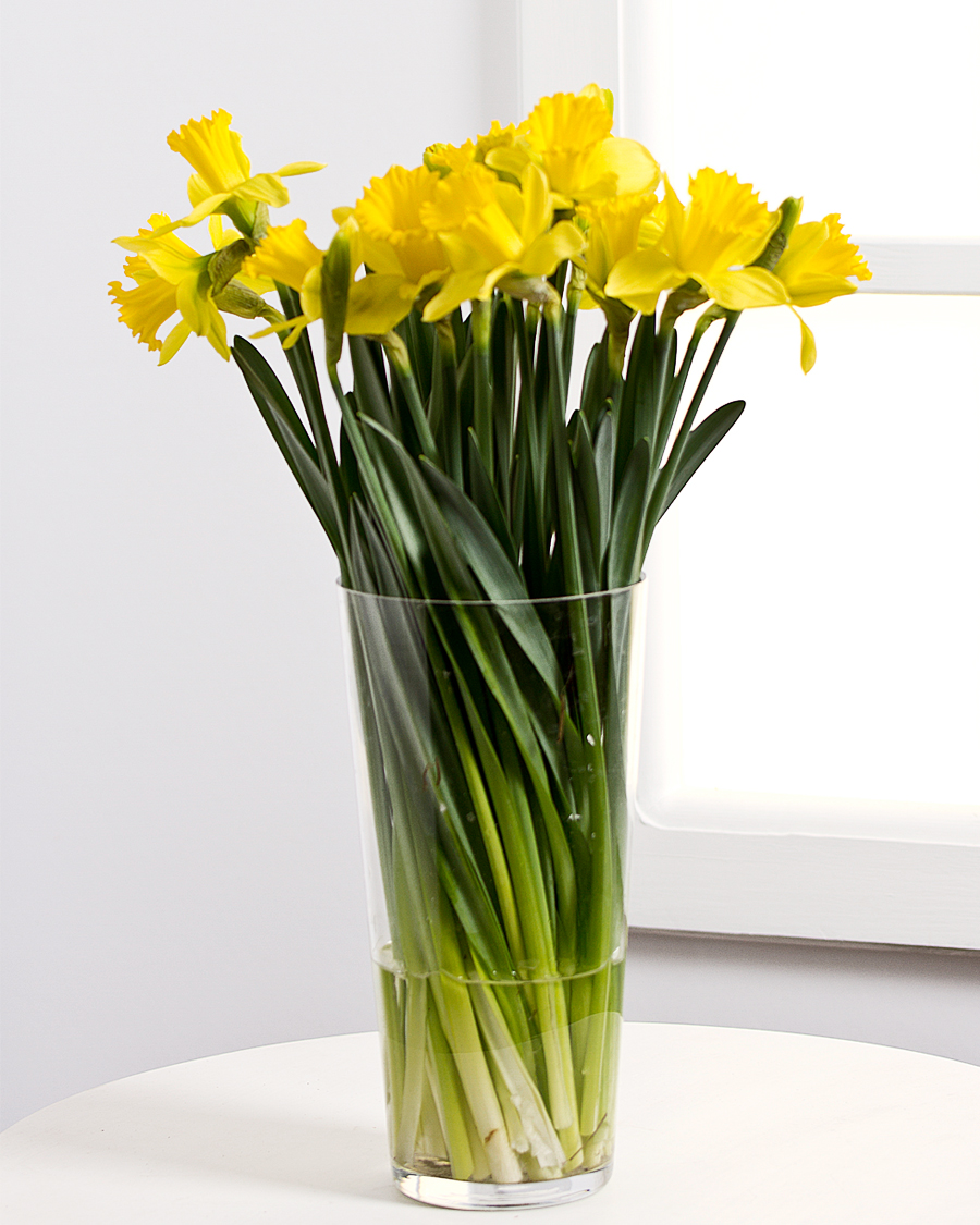 Daffodils