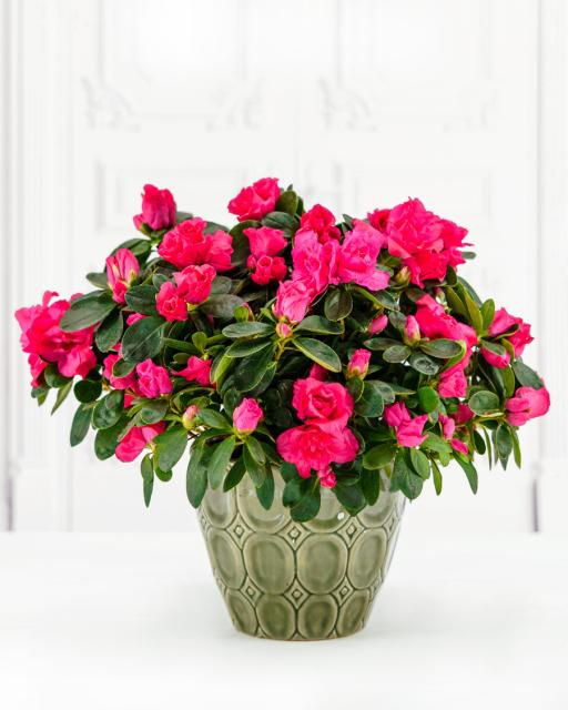 Azalea Plant