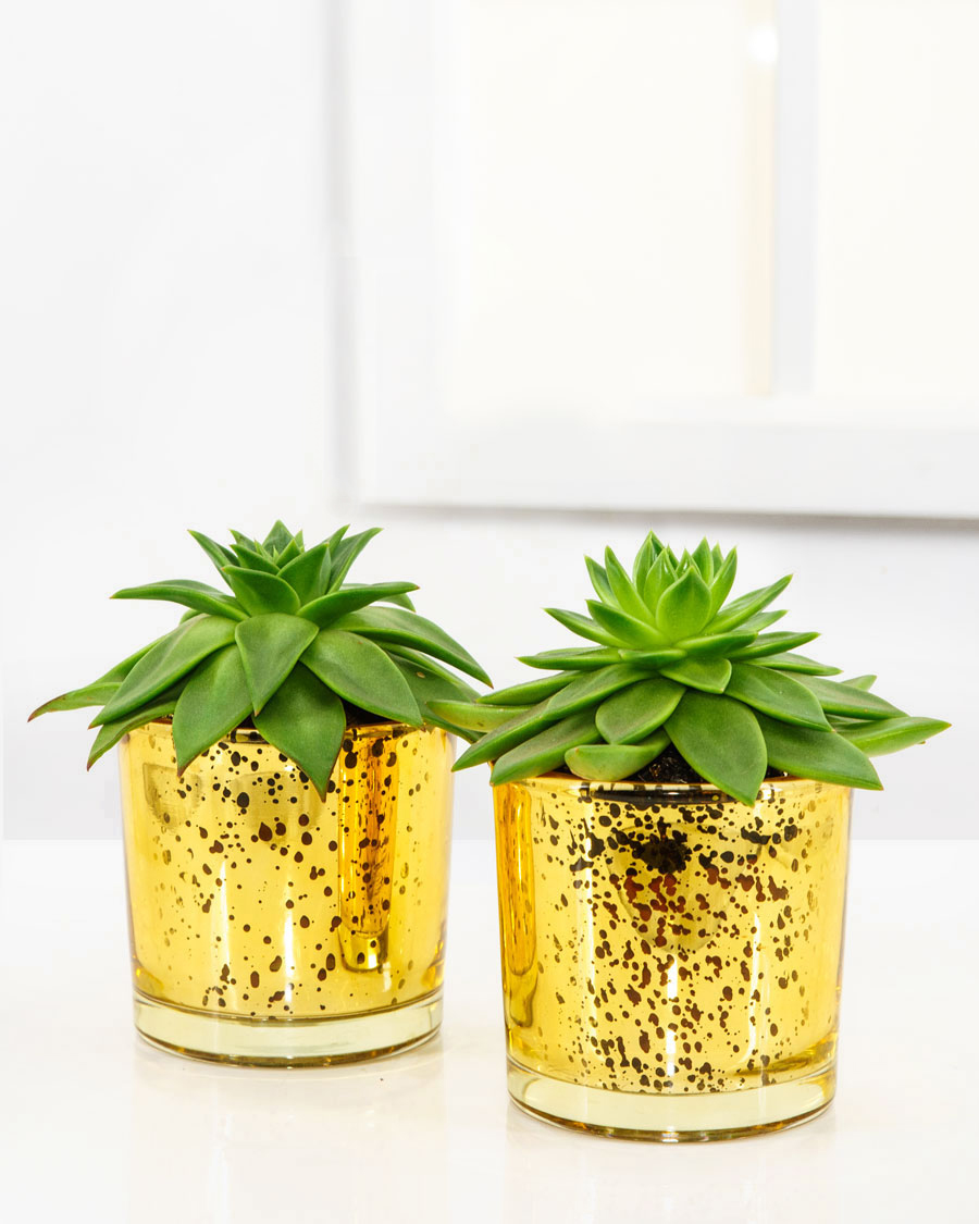 Суккуленты