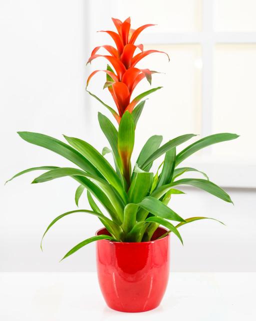 Guzmania