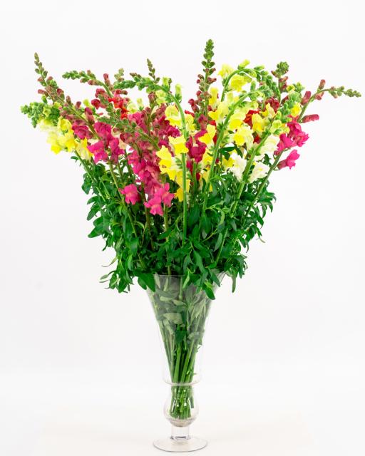 Local snapdragons